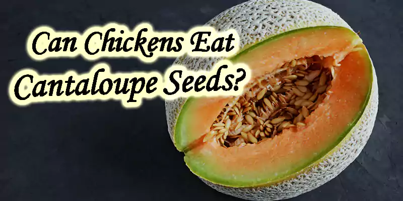 can chickens eat cantaloupe seeds