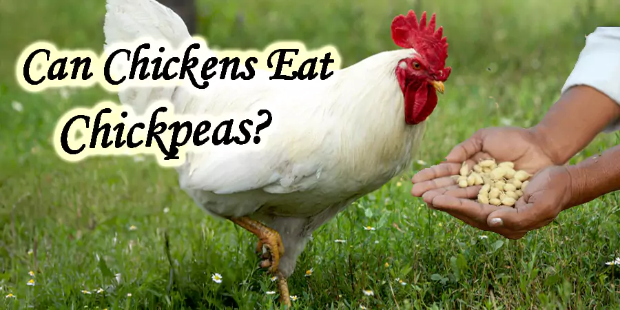 can chickens eat chickpeas