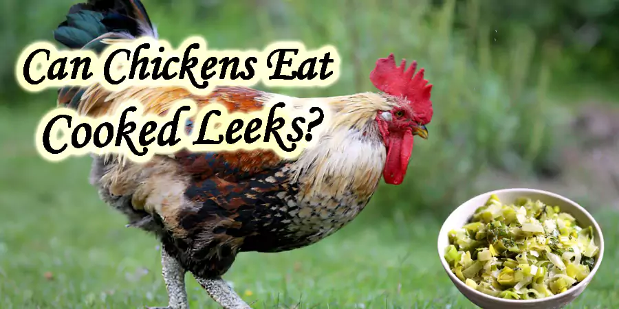 can chickens eat cooked leeks