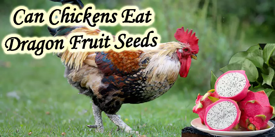 can chickens eat dragon fruit seeds