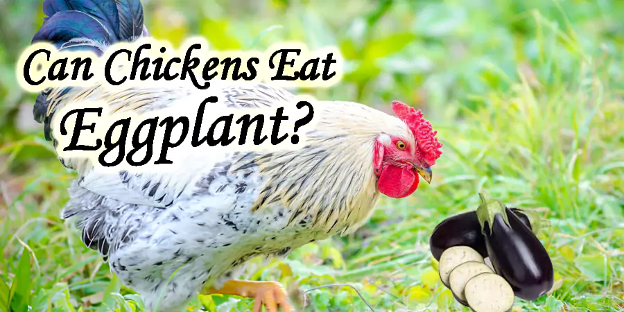 can chickens eat eggplant or aubergine