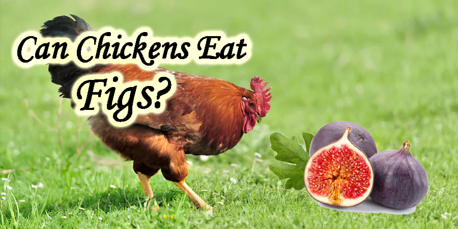 can chickens eat figs