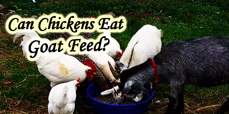 can chickens eat goat feed or not