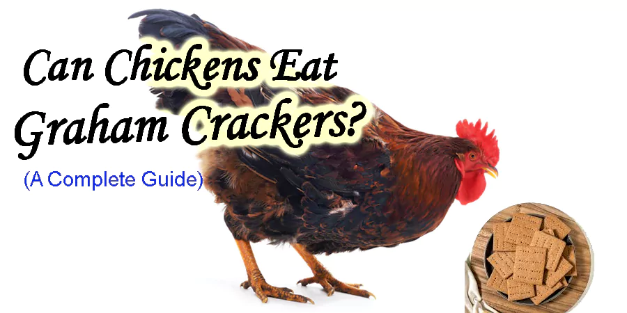 can chickens eat graham crackers