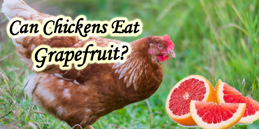 can chickens eat grapefruit