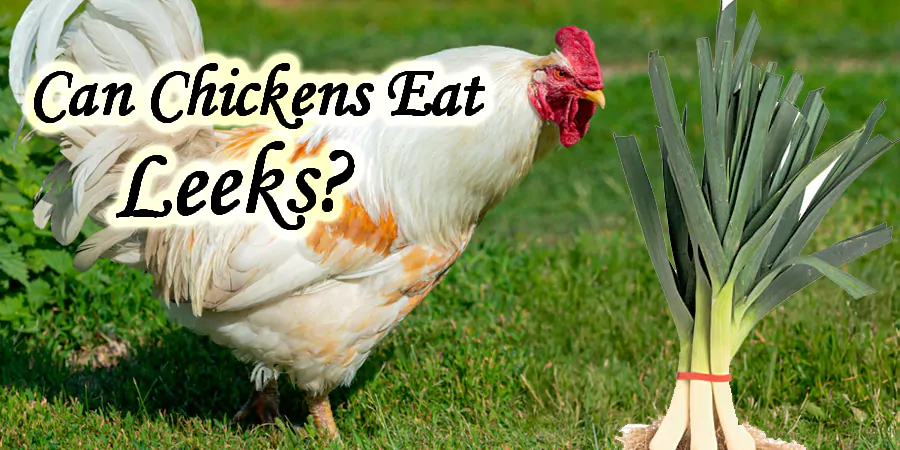 can chickens eat leeks