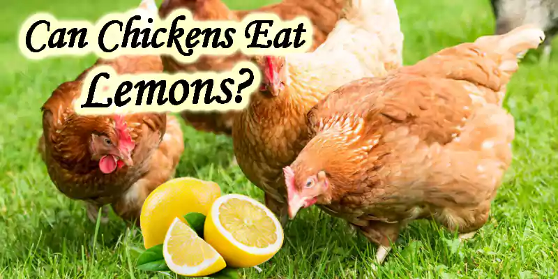 can chickens eat lemons