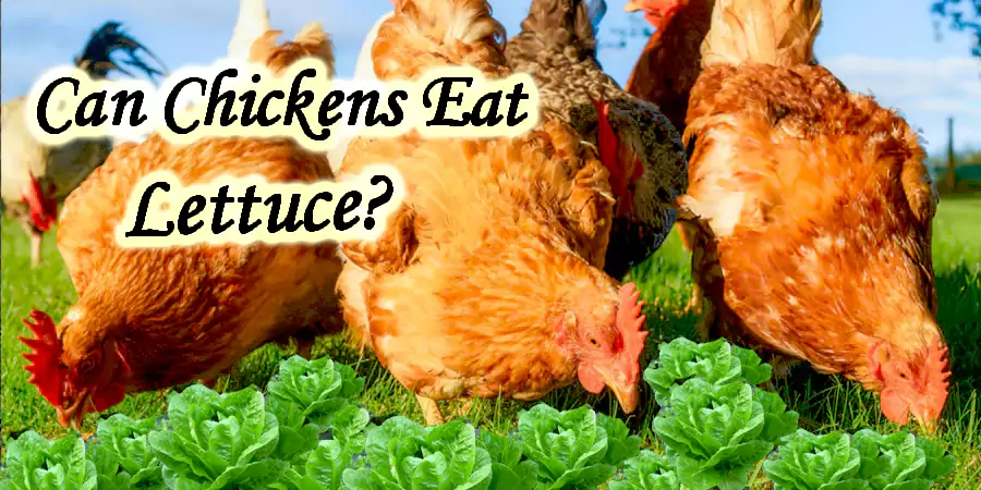 can chickens eat lettuce