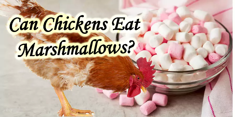 can chickens eat marshmallows