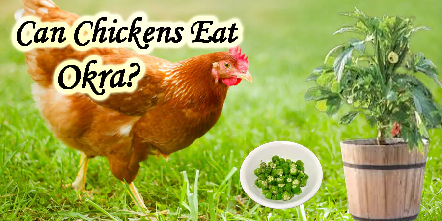 can chickens eat okra