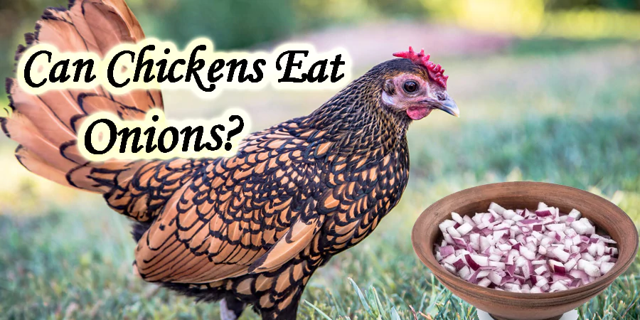 can chickens eat onions