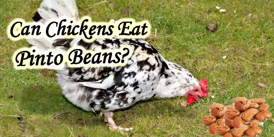 can chickens eat pinto beans