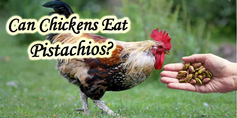 can chickens eat pistachios