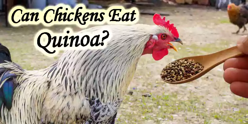 Can Chickens Eat Quinoa? Improve Your Flock’s Vitality Now!