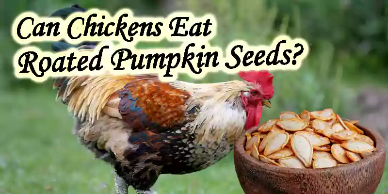 can chickens eat roasted pumpkin seeds