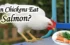 Can Chickens Eat Salmon? What You Need to Know!!