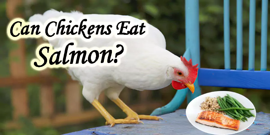 can chickens eat salmon