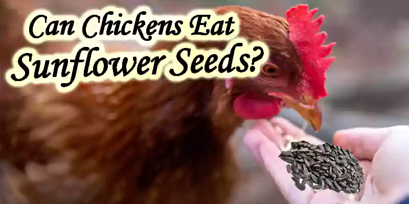 Can Chickens Eat Sunflower Seeds? Unlock Their Full Potential!