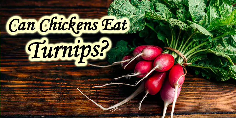 Can Chickens Eat Turnips? Surprising Perks and Pitfalls - Post Thumbnail