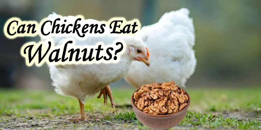 can chickens eat walnuts