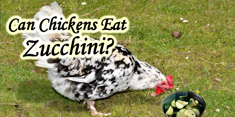 can chickens eat zucchini raw or cooked