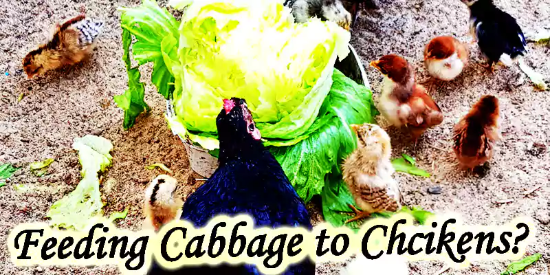 can chickens have cabbage