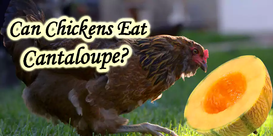 can chickens have cantaloupe