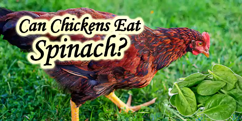 can chickens have spinach