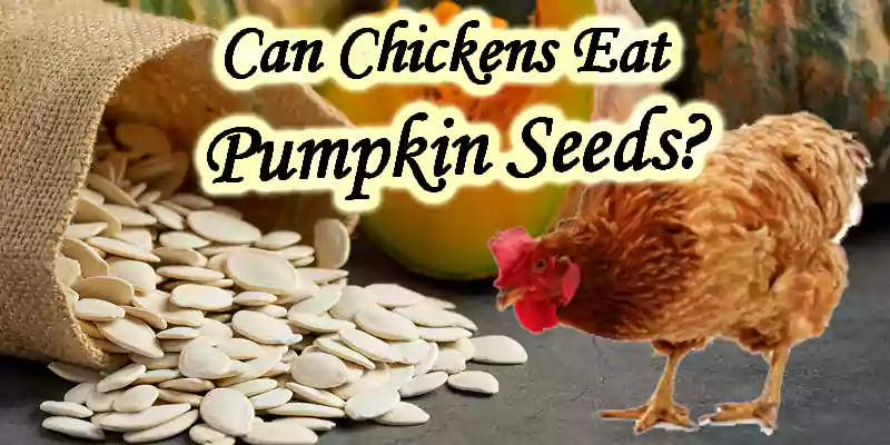 can chickens eat pumpkin seeds