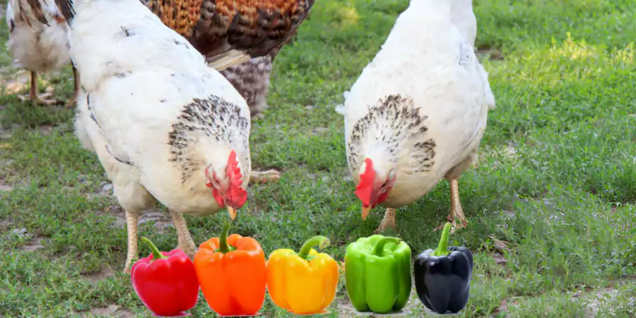 colors of bell peppers