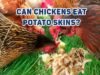 Can Chickens Eat Potato Skins? Safe Feeding Guidelines - Post Thumbnail