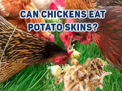 Can Chickens Eat Potato Skins? Safe Feeding Guidelines